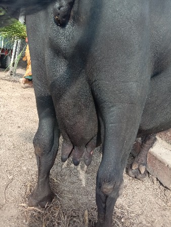 ભેસ વેચવાની છે
