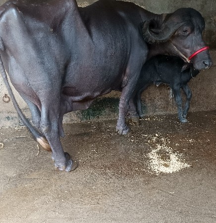 ભૅચ વૅચવાની છૅ
