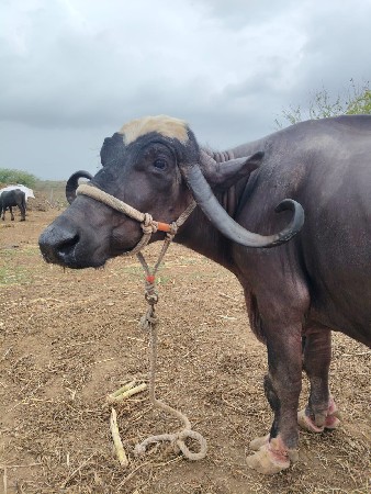 ભેસ  વેસવાની છે