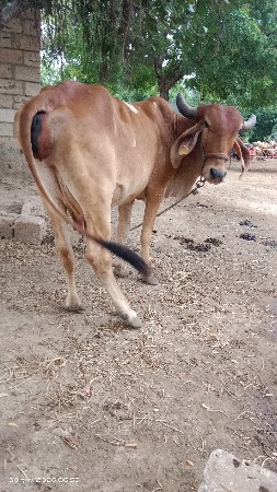 વેચવાની છે