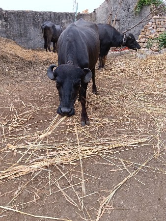 ખડેલી વેચવાની છે