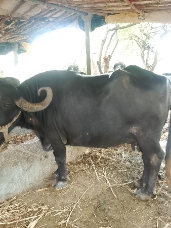 ભેંસ વેચવાની છે