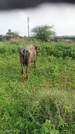 વેચવાની છે
