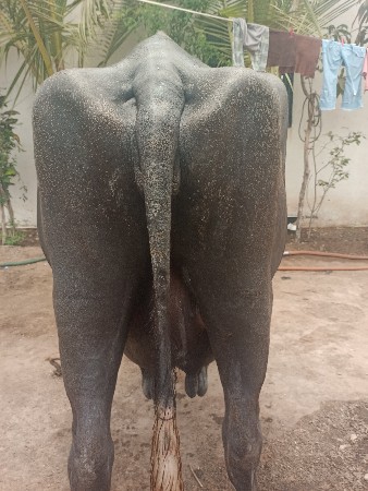 ભેંસ