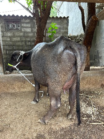 ખડેલી વેચવાની છે