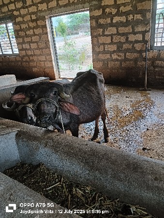 પાડી વેચવાની છે