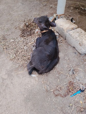 ભેંસ વેચવાની છે નંબર 7990503931