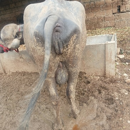 ખરેલી વેચવાની છે પેલ વેપારી છે