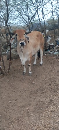 આ બે ગાય વેસવાની છે