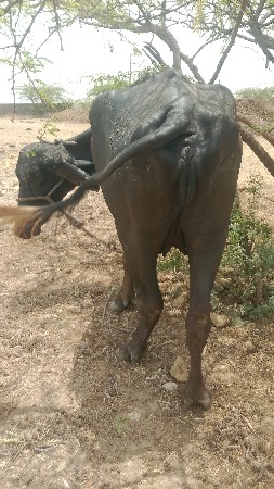 પેલું વેતર ખડેલી વેચવાની છે