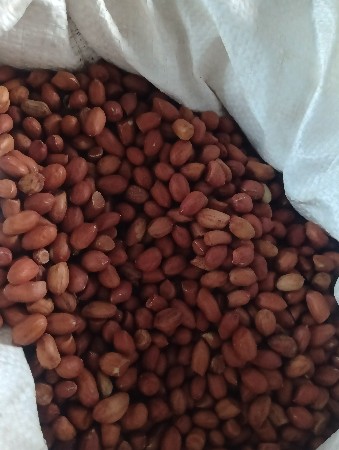 બિયારણ