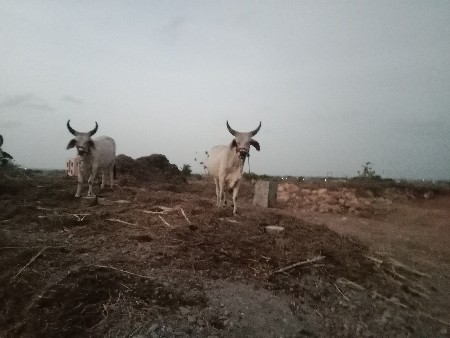 ગોધલાવેસવાનાસે બધી જવાબદારી