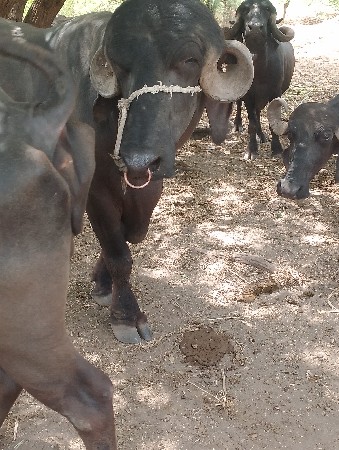 પાડો વેસવા નો છે