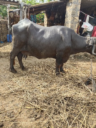 દોઢ મહિના કાચી બધી જવાબદારી આચાર પ