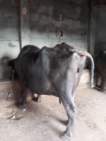 વેચવાની છે ભેંસ બે