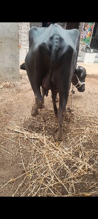 ભેંશ વેચવાની છે