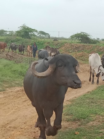 ભેંસ વેચવાની છે