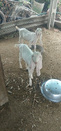 9898777132