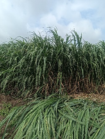 શેરડી વેચવાની છે.