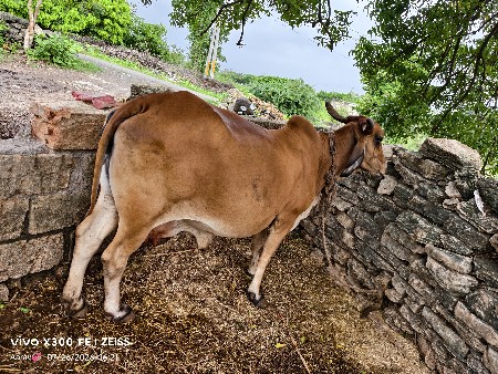ગાય