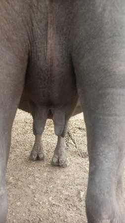 બીજા વેતર ની કડાઈ દસ દિવસની કાચી