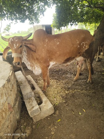 મો. 9913169915