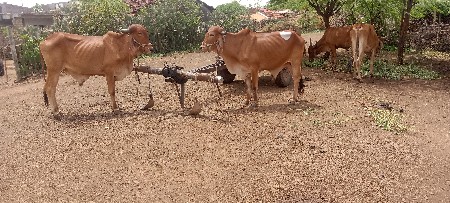 Sulochna Corporation Taluka Road