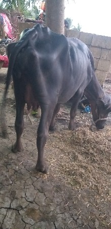ખડેલી વેચવાની છે