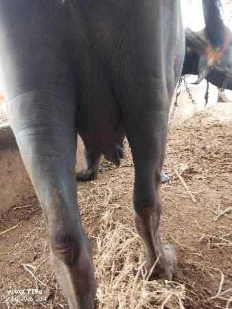 ભેશ