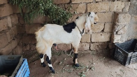બકરો દેવાનો છે