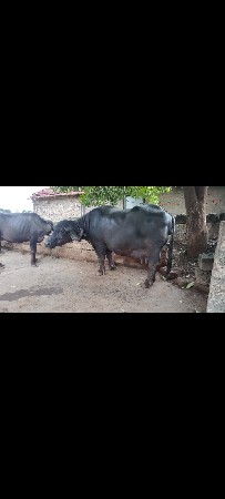 જાફરાબાદી ભેંસ વેચવાની છે...