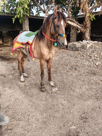 ઘોડી વેશવા ની છે