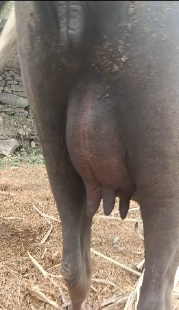 ભેંસ ને પાડો વેચવાના છે