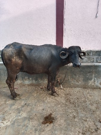 ભેંસ વે સવાની
મો..7567844405