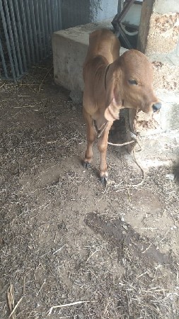 ગીર ગાય વેચવા ની છે