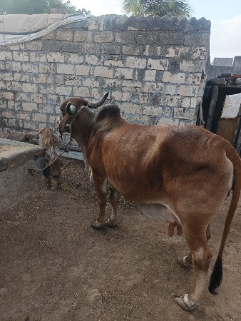 ગાય આપી દેવાની છે ફ્રી માં