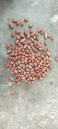 માંડવી નું બી  આડી 41 નું