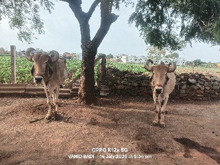 બળદ વેચવાના છે