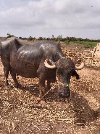 ભેસ વેશવાની શે