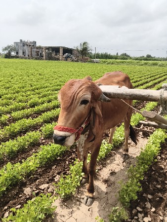 આગોઘલો.વેસવાનોછે