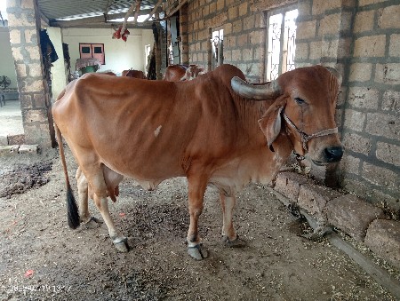 ગાય વેસવા ની છે