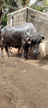 9687787496 ભેંસ વેચવાની