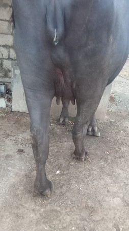 પેલા વેતરણમાં ખડેલૂ વેચવાનૂ