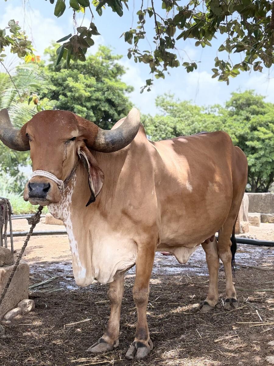 ગાય  વેચવાની છે