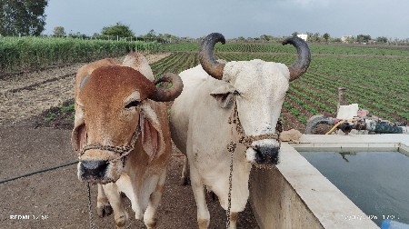 બળદ