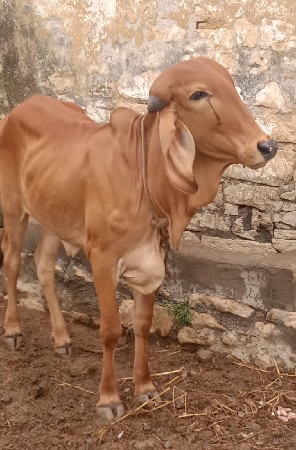 ગીર વાછરડી વેચવાની છે