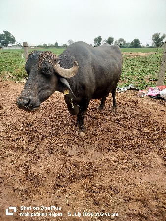 ભેંસ વેચવાની સે