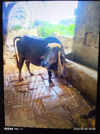 ભેંસ વેચવાની છે