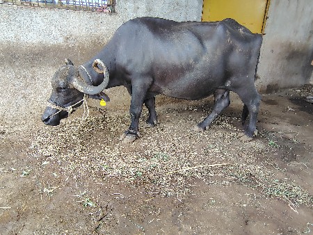 ભેંસ વેતર ૪