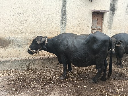 ૪વેતર સારામાં સારી ભેસ